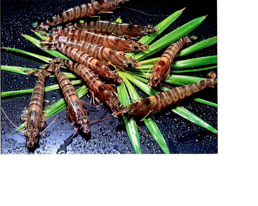 【不定貫】熊本県産　活くるまえび　45～49尾/1ｋｇ