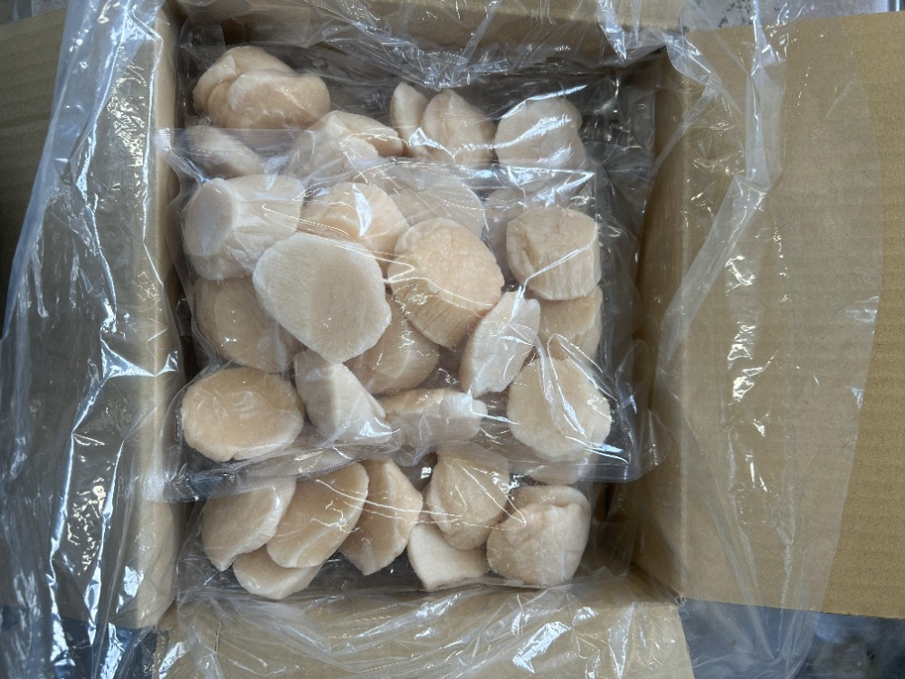 �y���������z���C�����u���[�@19.5cm�v���[�g