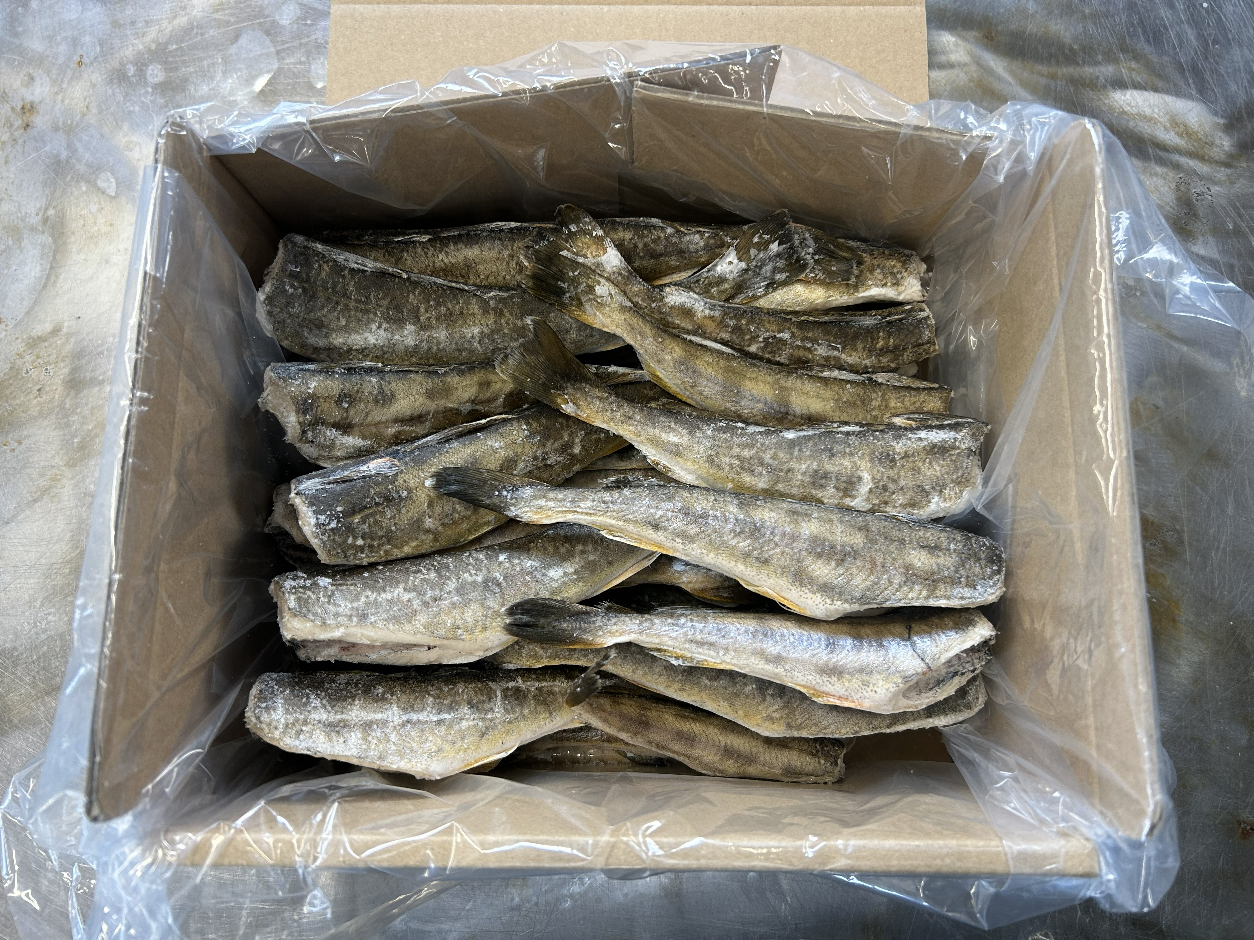 �y���������z��t�[�B�Y�ɐ����сi���Ⓚ�j�C�Z�G�r 250-300���i���M�p�j�󂠂�