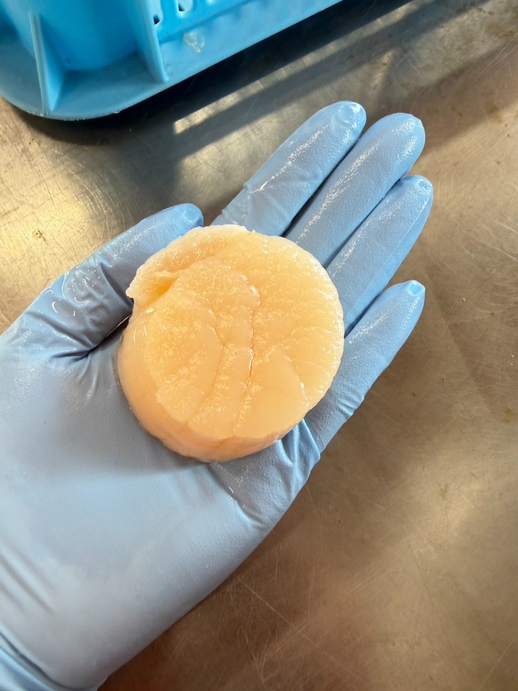 北海道野付産　玉冷ホタテLサイズ（10～13玉前後）500ｇ