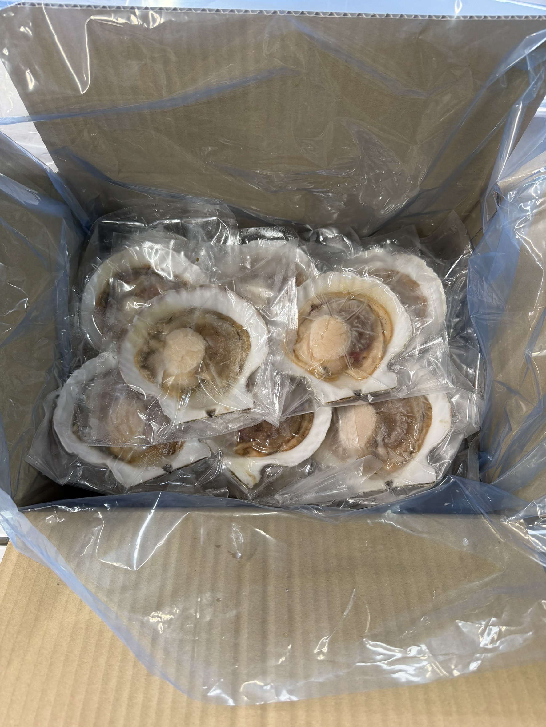 北海道野付産　冷凍片貝ホタテ　12cm前後/枚