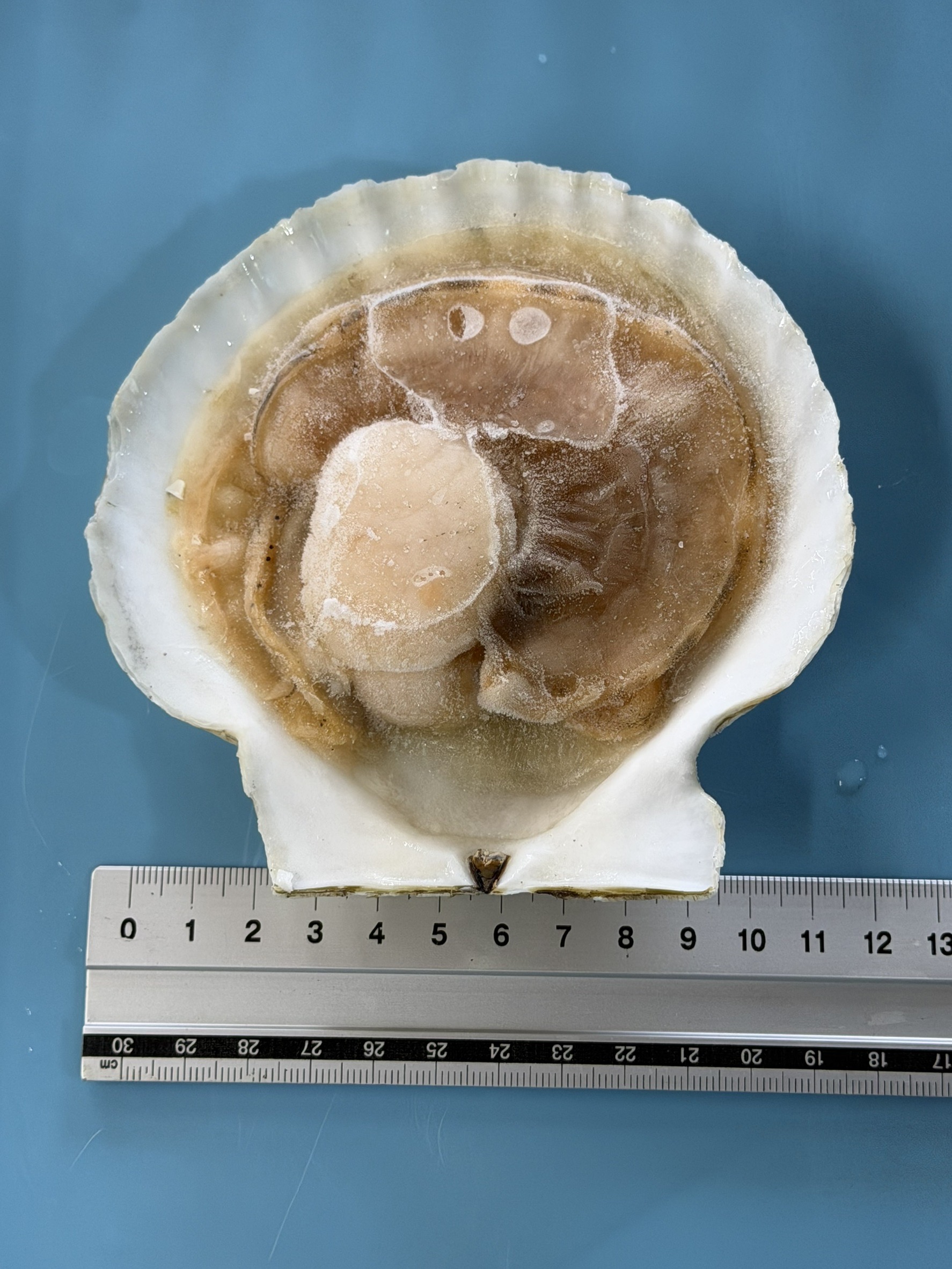 北海道野付産　冷凍片貝ホタテ　12cm前後/枚