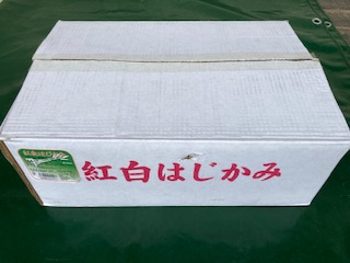 紅白はじかみ（M　13ｃｍ）　50本　450ｇ