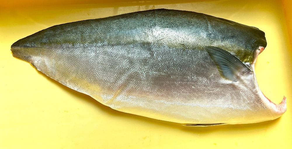新物トロハマチ刺身用フィーレ塩カル瞬間凍結品約1200ｇ