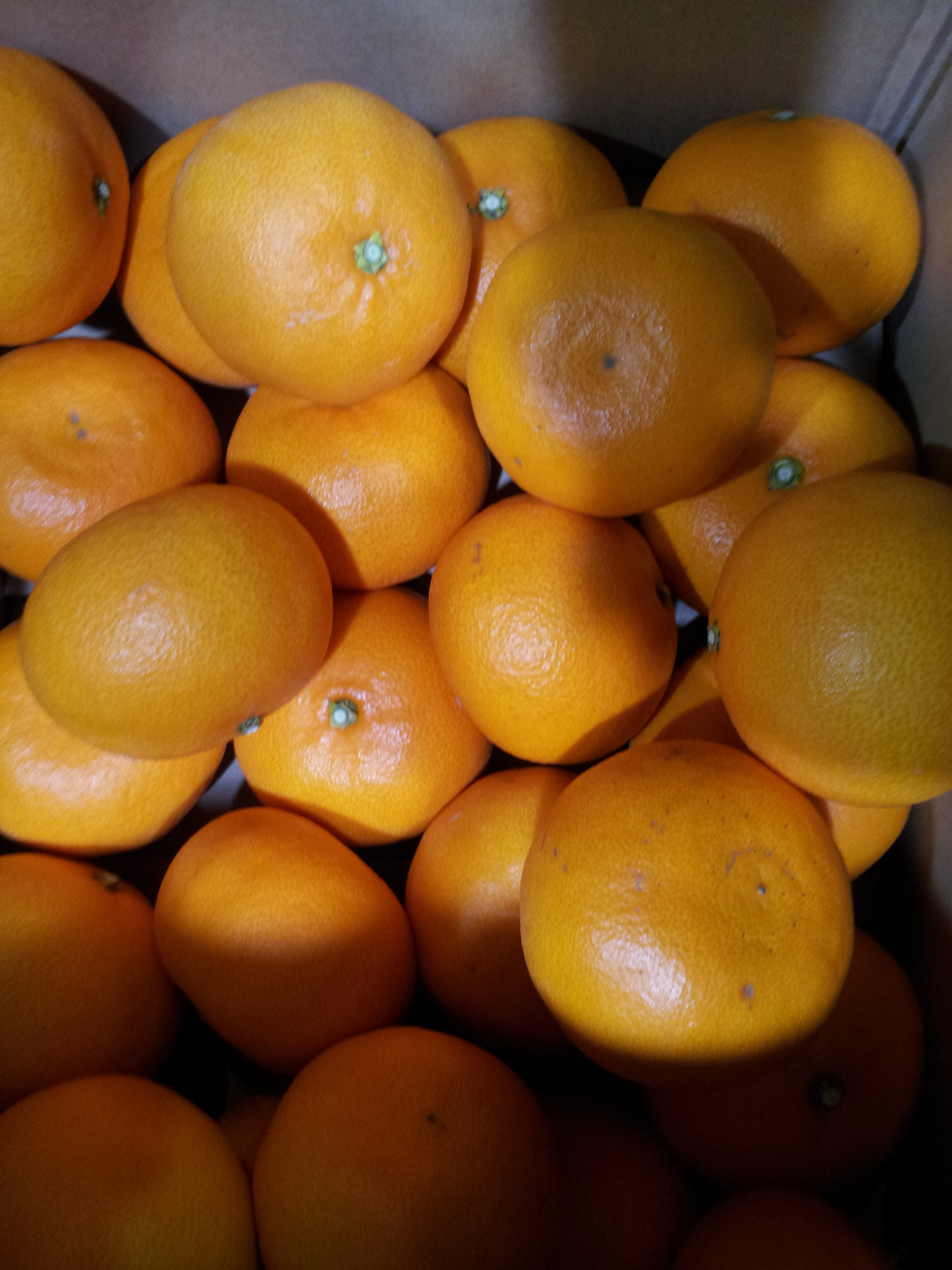 愛媛県産みかん　せとか　Ｍ・Ｌサイズ