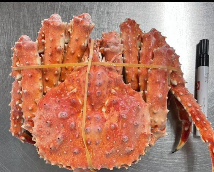 【不定貫】ロシア産ボイルたらばかに　姿　約1.8～2.2kg/尾