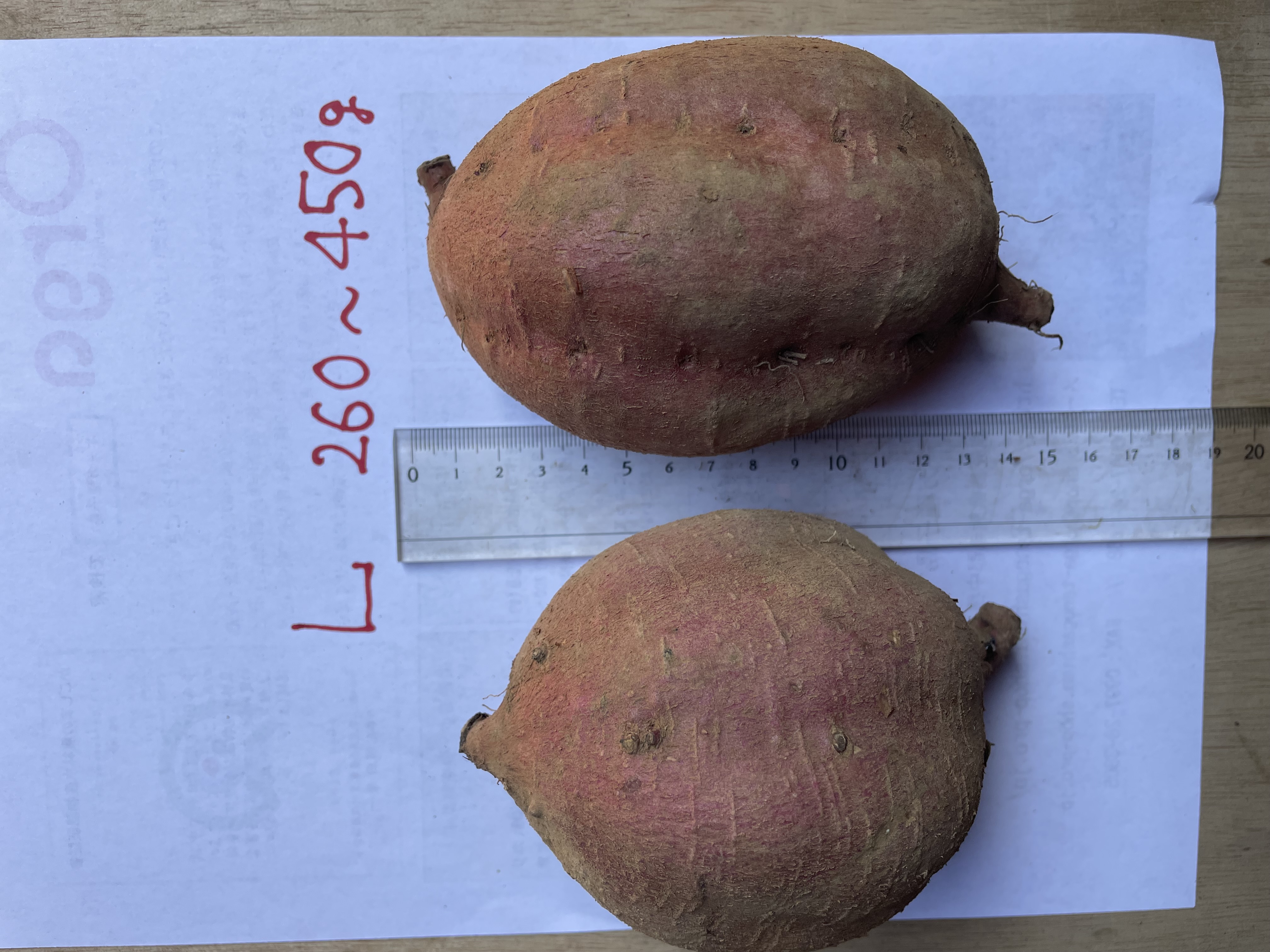 根菜類-根菜類｜仕入れなら業務用食材卸売市場Mマート