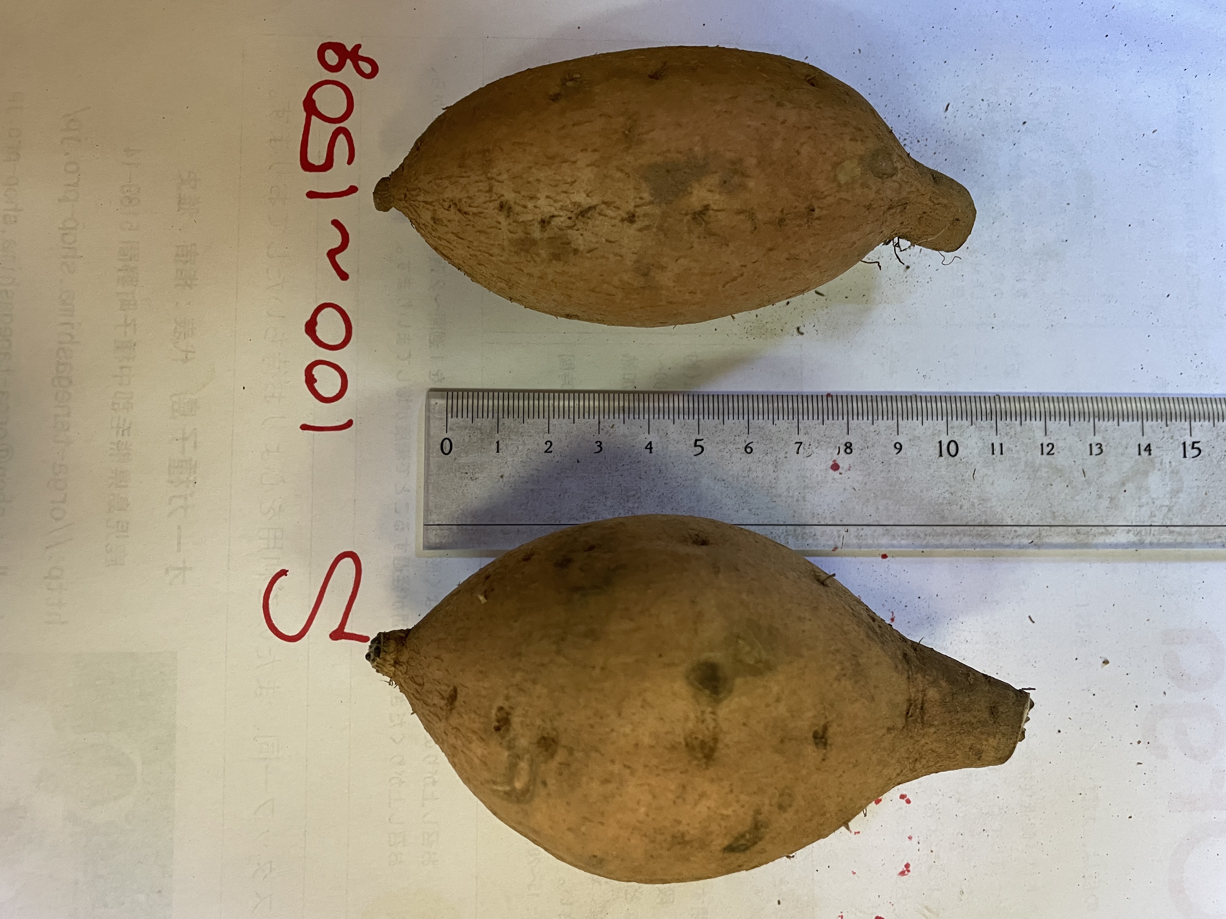 種子島産安納芋「こがね」　Sサイズ