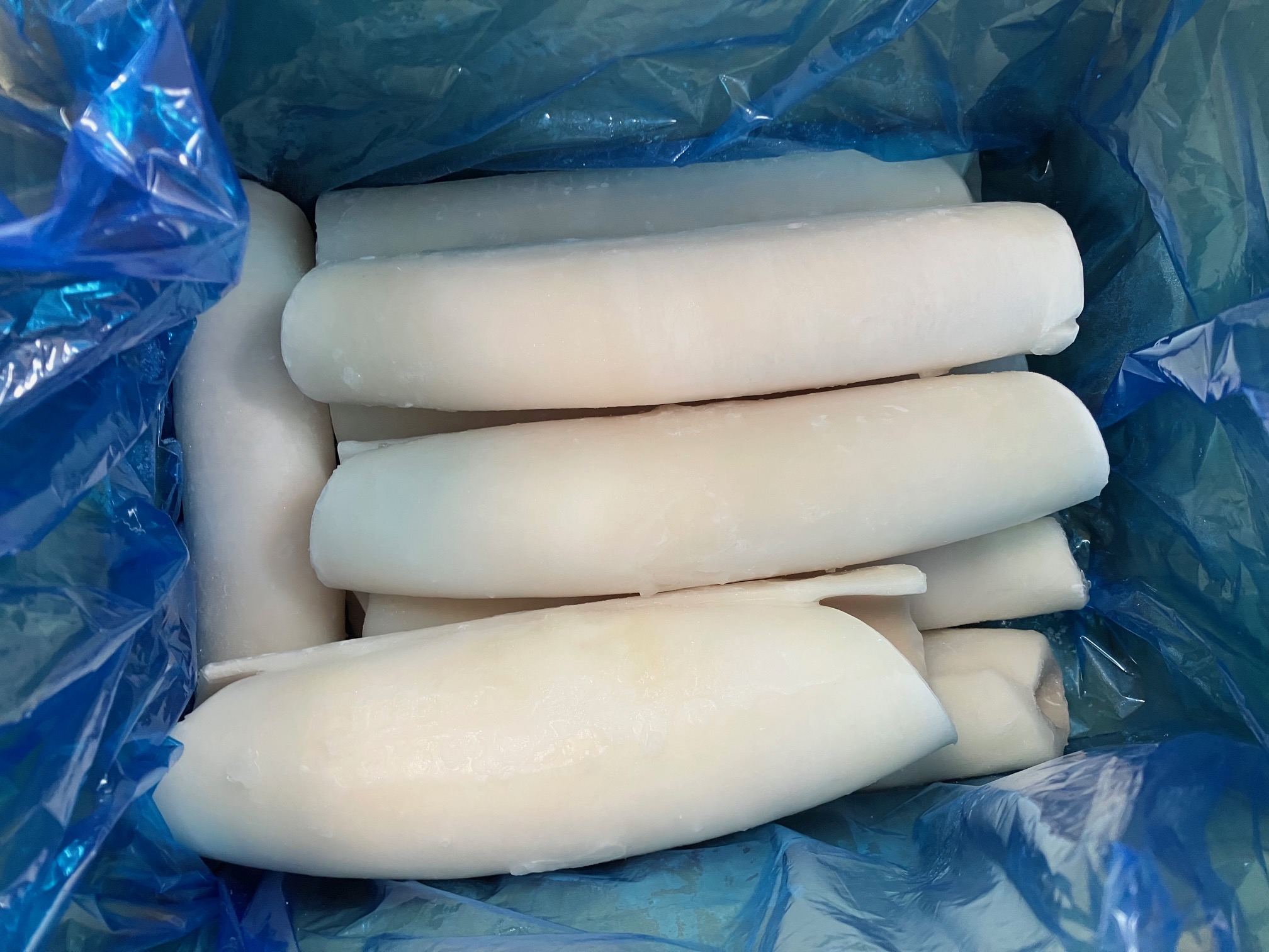 赤いかロール　６尾／５ｋｇ