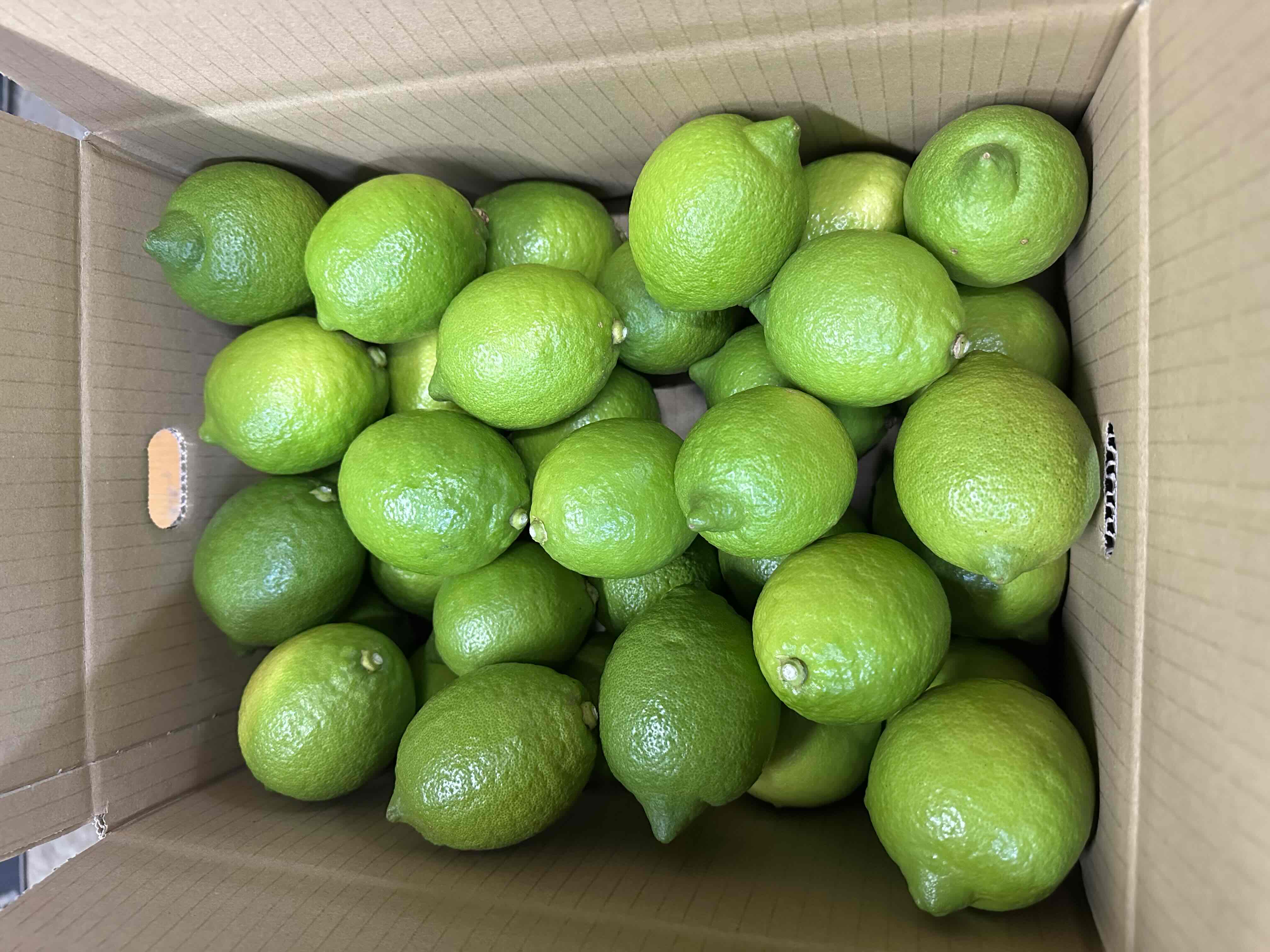 天草産グリーンレモン5kg