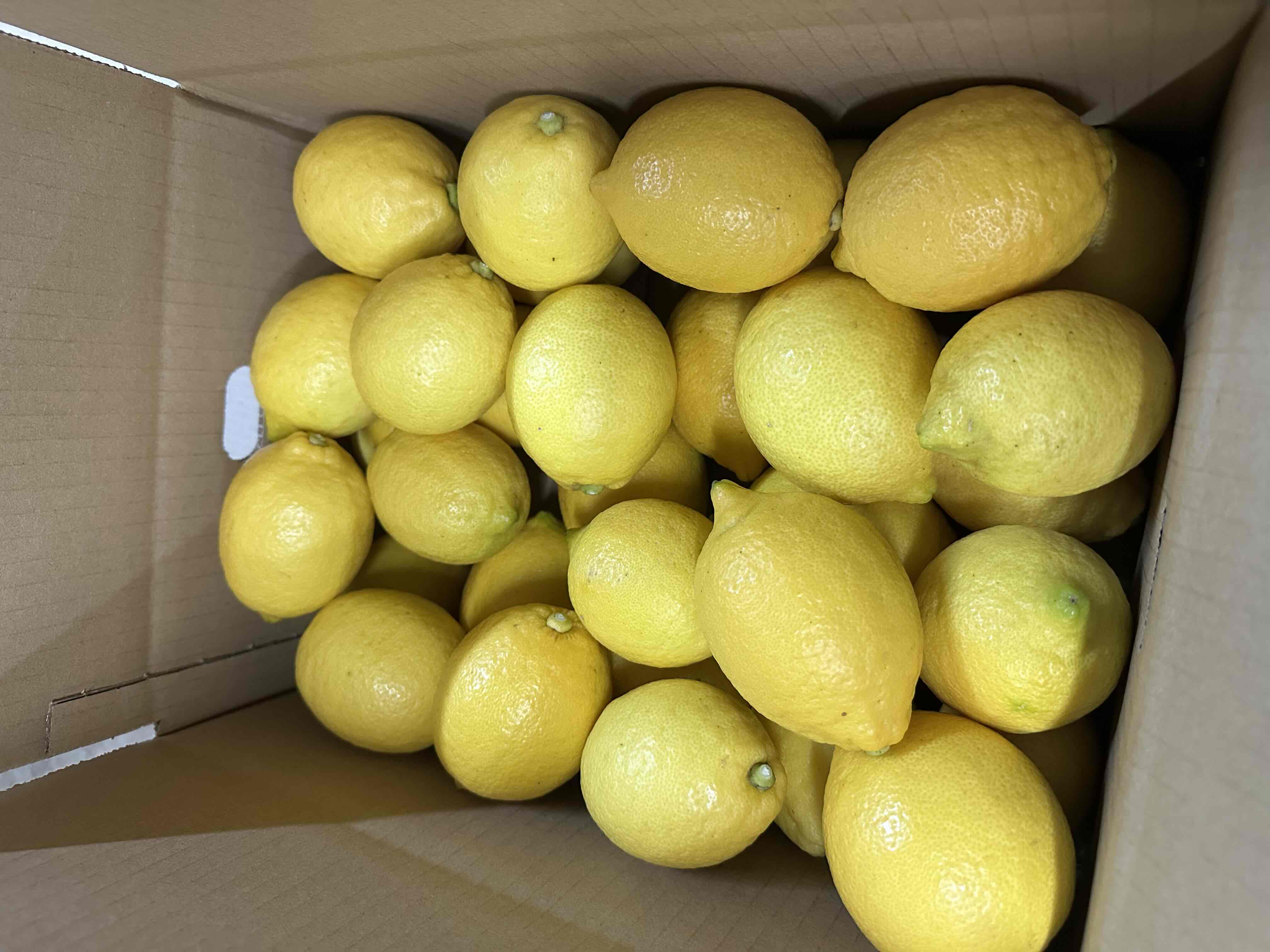 天草産レモン　M～L　5kg