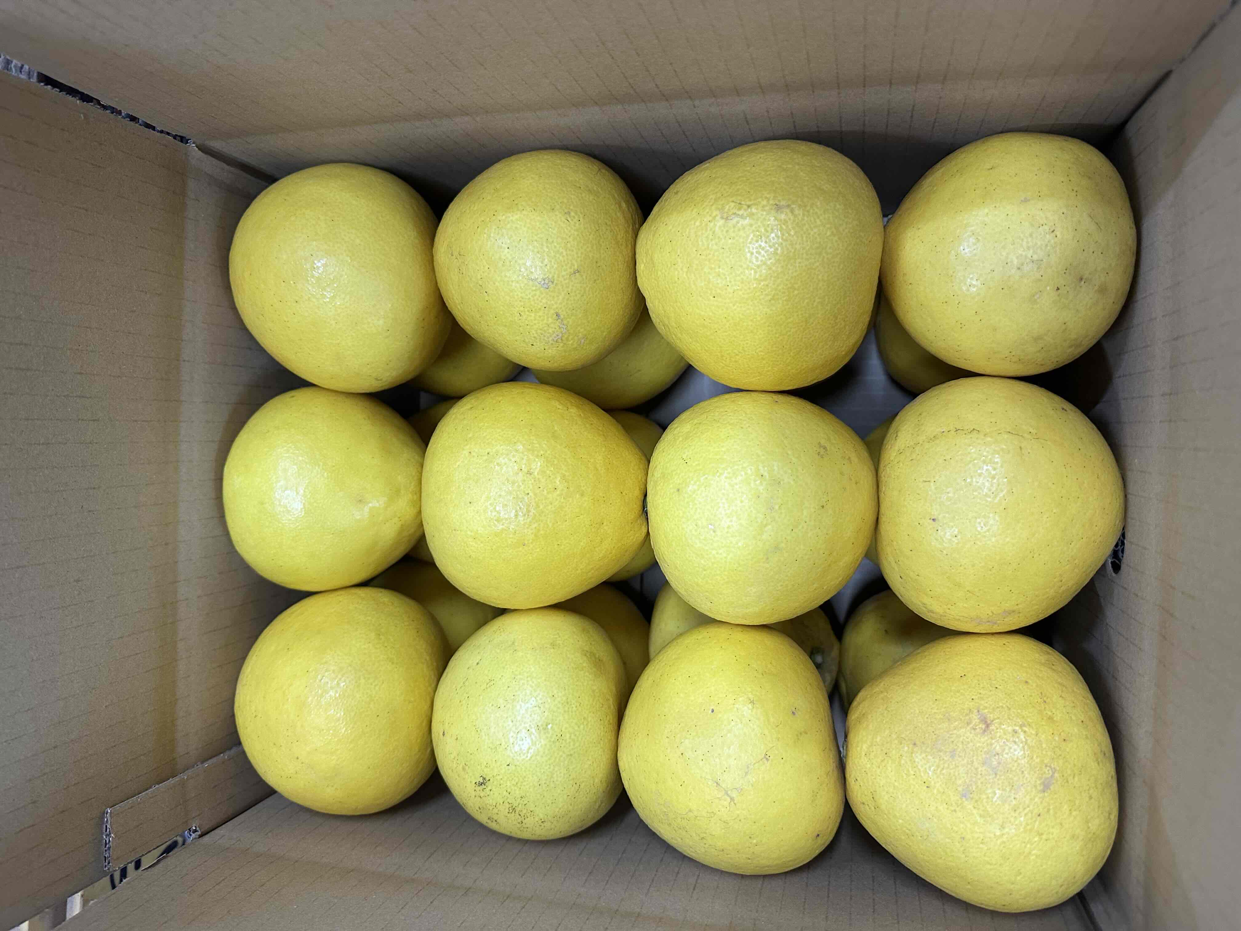 天草産　パール柑　約350ｇ～400ｇ　10ｋｇ