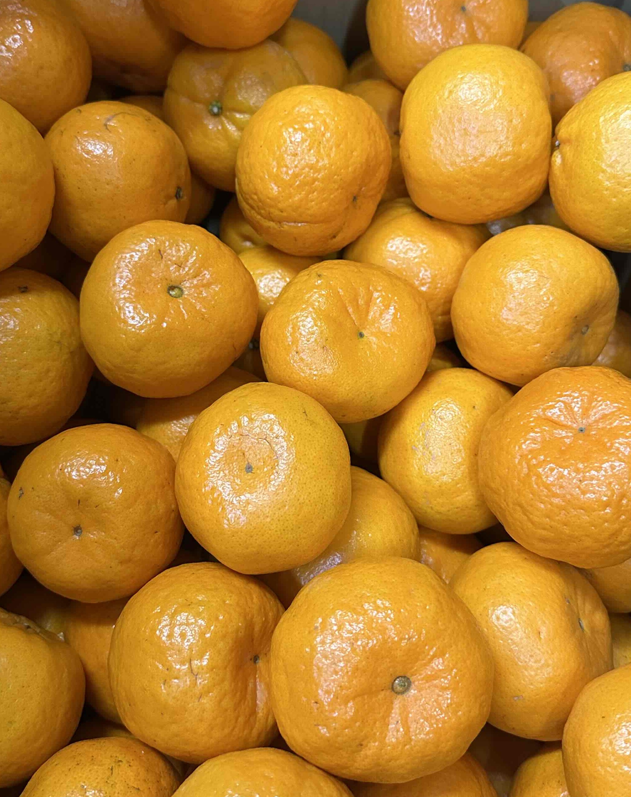 天草産ポンカンMサイズ　10kg/ケース