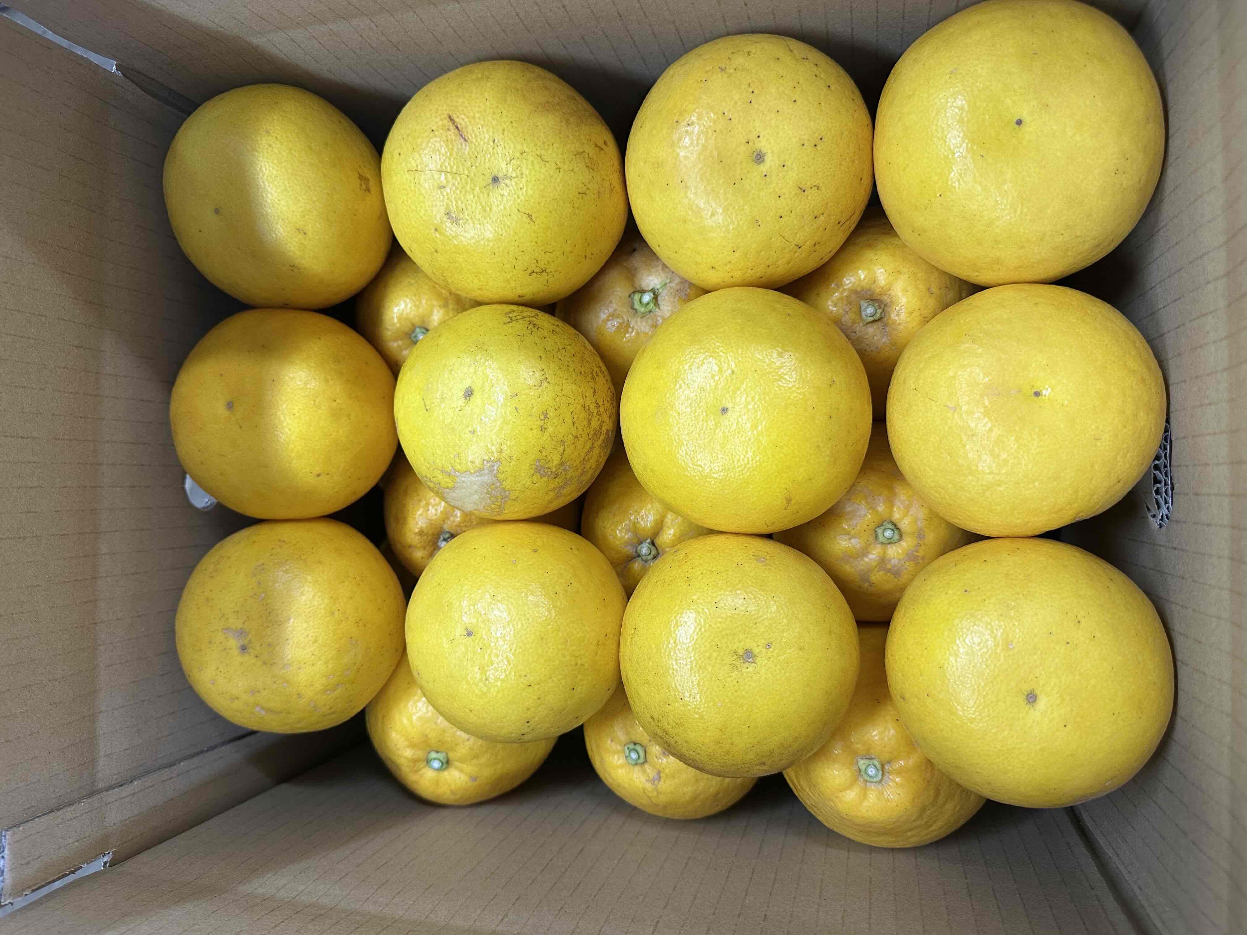 天草産　晩柑（中玉300～350ｇ）2級　10ｋｇ×2