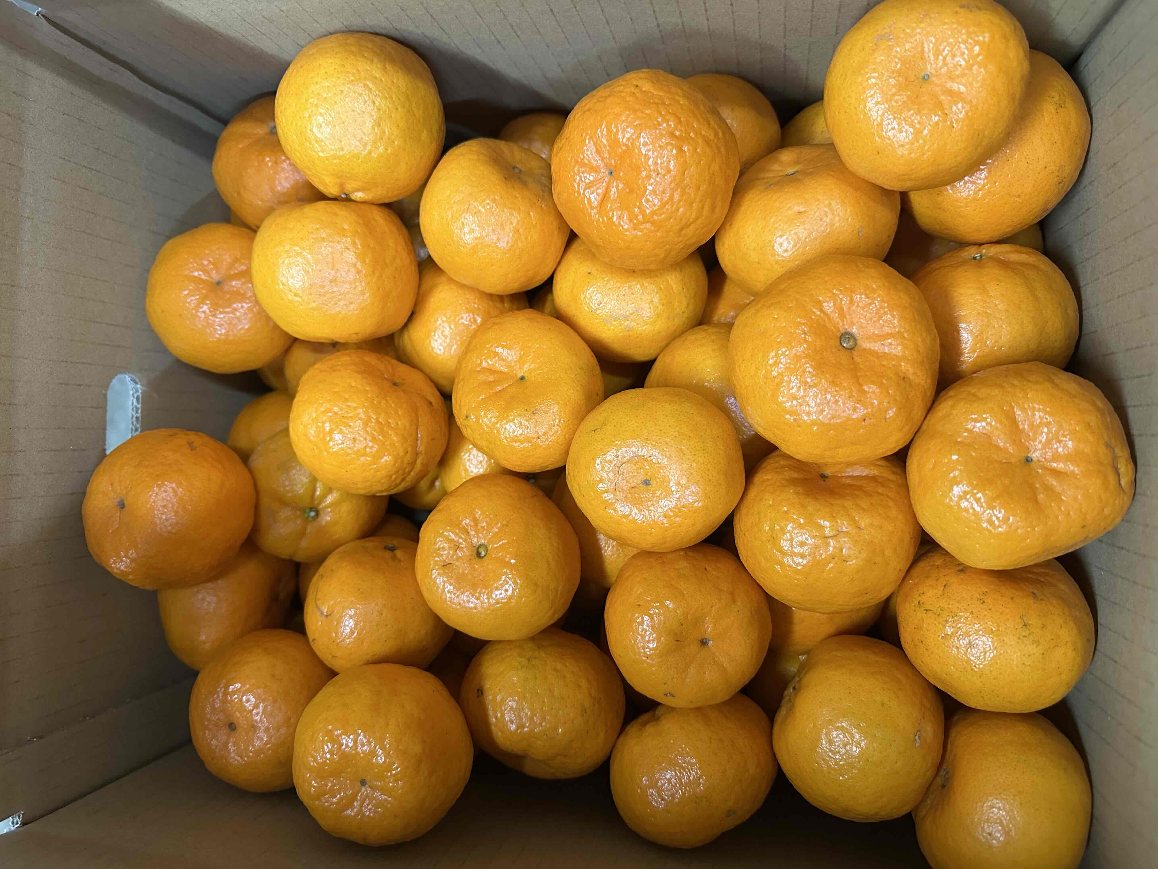 天草産ポンカンMサイズ　10kg/ケース