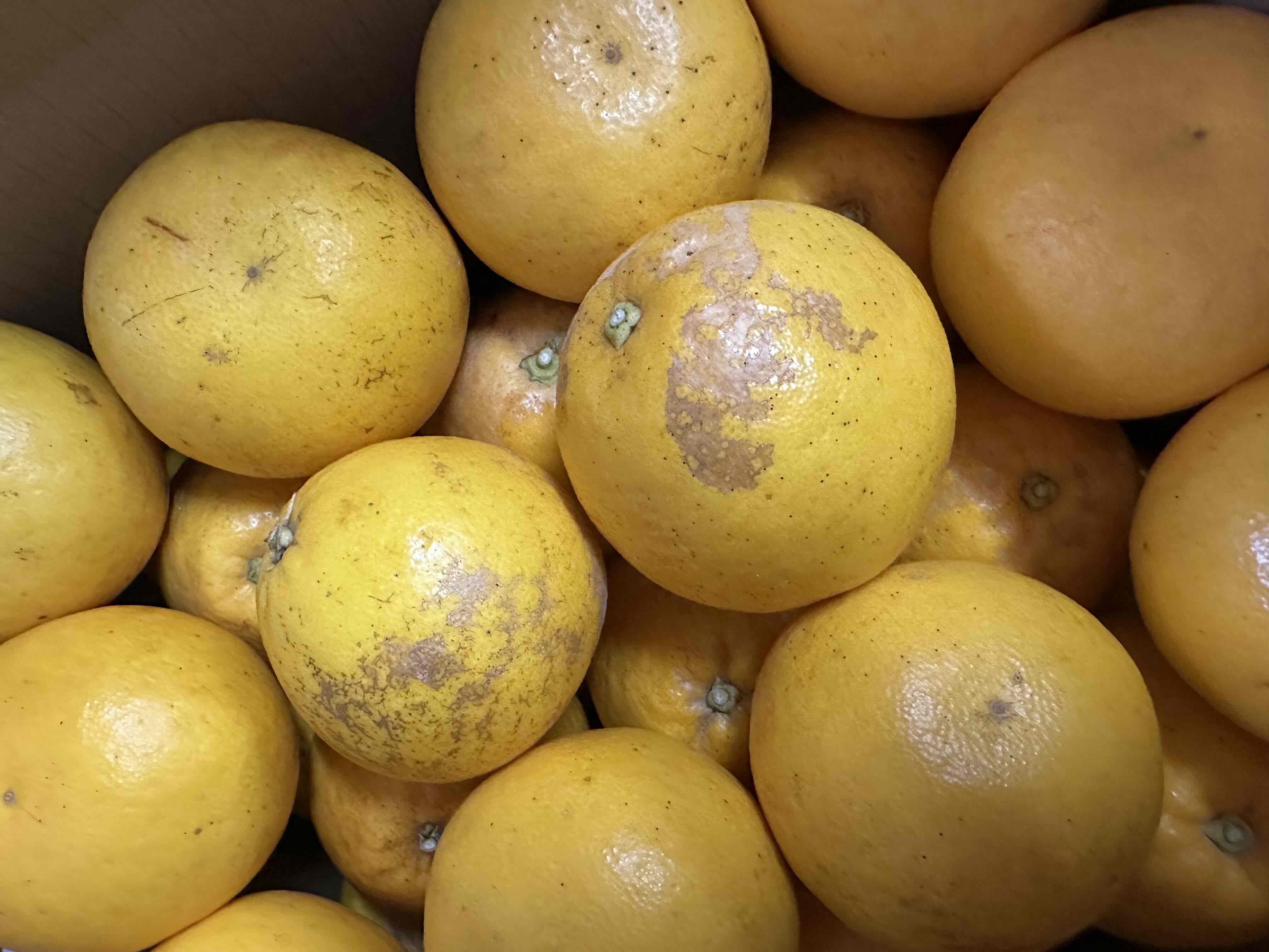 天草産　晩柑（中玉300～350ｇ）2級　10ｋｇ×2