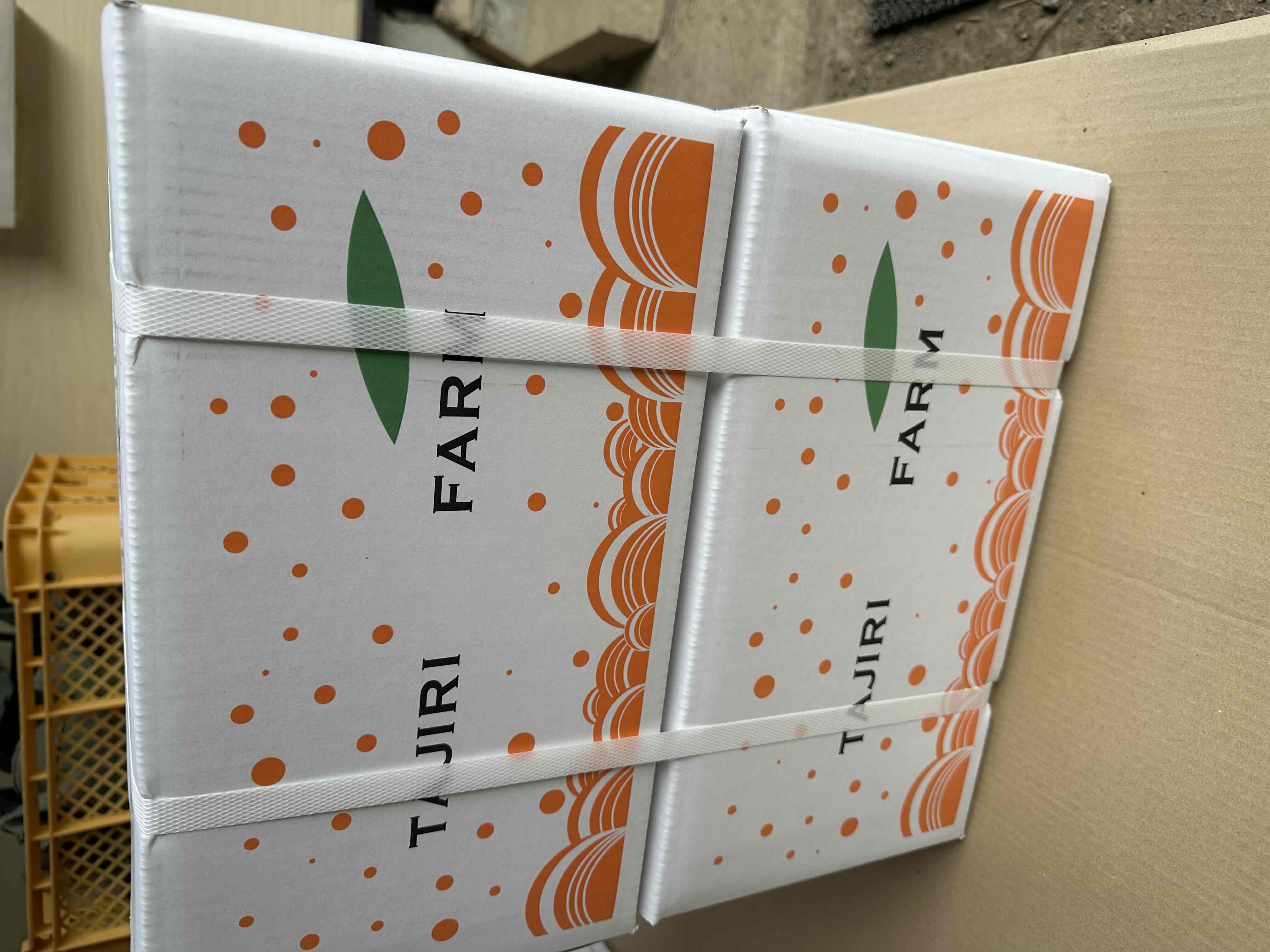 天草産　晩柑（中玉300～350ｇ）2級　10ｋｇ×2