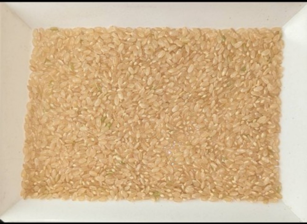 【新米】令和7年産　玄米　岩手県産あきたこまち　未検査米