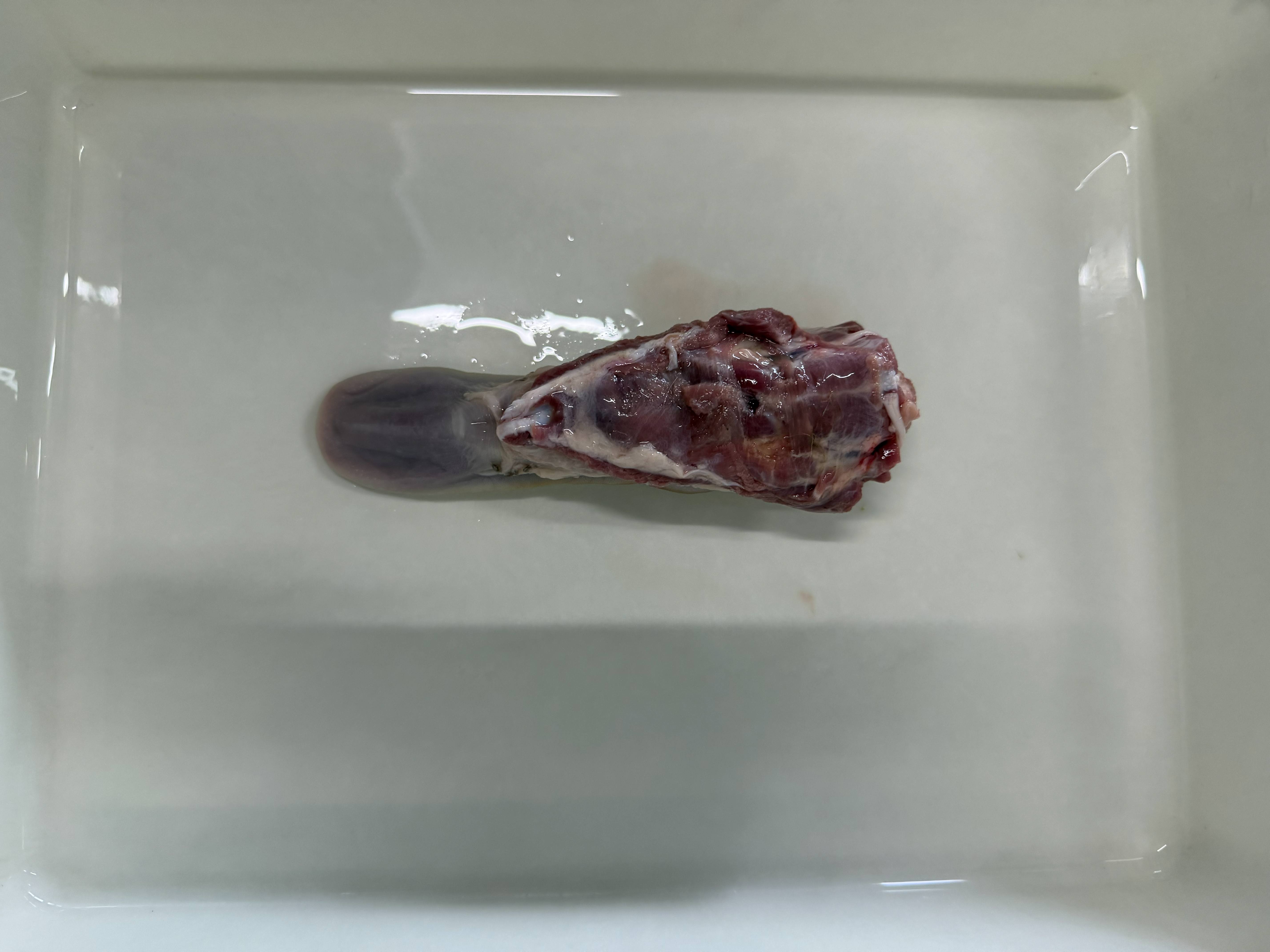 【送料無料】エゾ鹿　舌　5kg
