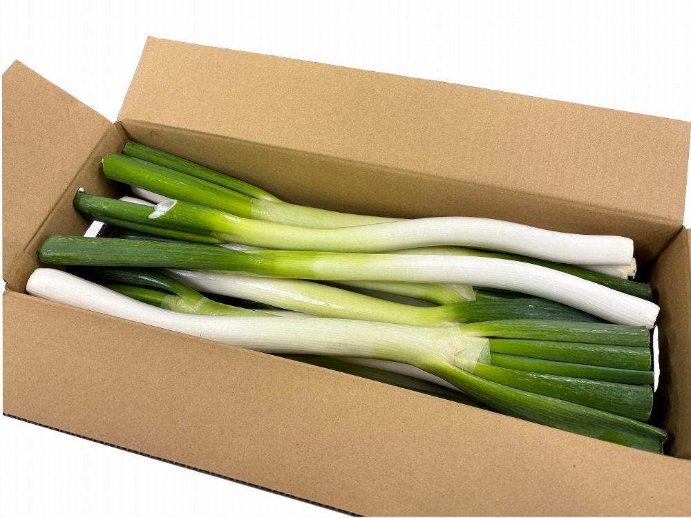 島根県産　白ネギ(極太)　約400g/本