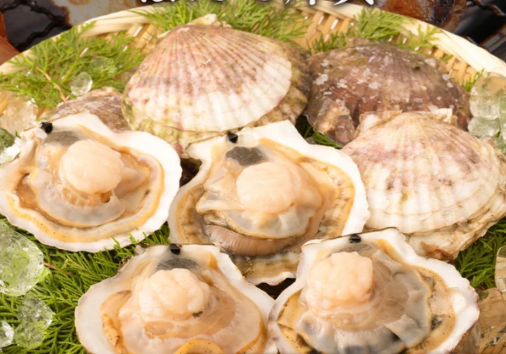 北海道産　ホタテ片貝10-11cm （10枚入り）